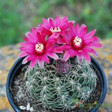 A photo of Gymnocalycium baldianum