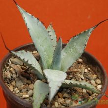 A photo of Agave parryi subsp. neomexicana