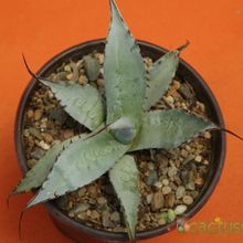 A photo of Agave parryi subsp. neomexicana