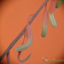 Una foto de Gasteria nitida var. armstrongii 