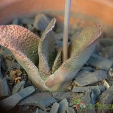 Una foto de Gasteria nitida var. armstrongii 