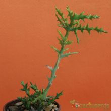Una foto de Euphorbia stenoclada