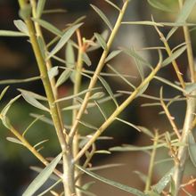 A photo of Euphorbia gueinzii  