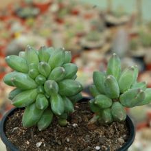 Una foto de Pachyphytum compactum