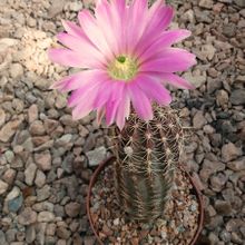 A photo of Echinocereus pamanesiorum