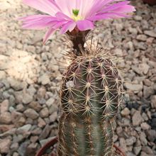 A photo of Echinocereus pamanesiorum