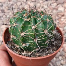 A photo of Echinopsis hystrichoides