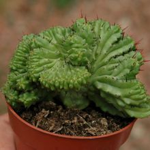 Una foto de Euphorbia enopla fma. crestada