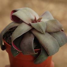 Una foto de Crassula orbicularis