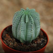 A photo of Euphorbia ferox x Euphorbia obesa cv. Luis Bru