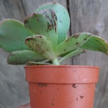 Una foto de Aeonium leucoblepharum  
