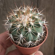 Una foto de Turbinicarpus horripilus