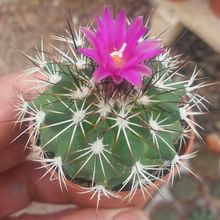 Una foto de Turbinicarpus horripilus