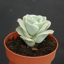 A photo of Graptoveria Lovely Rose