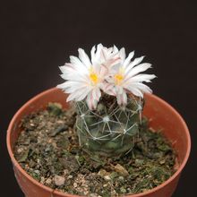 A photo of Turbinicarpus laui