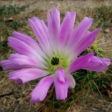Una foto de Echinocereus cinerascens