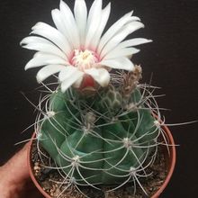 Una foto de Gymnocalycium mostii