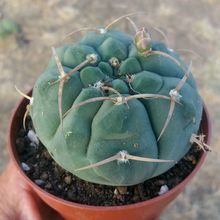 A photo of Gymnocalycium ochoterenae subsp. vatteri