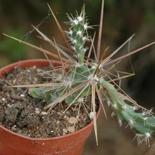 Una foto de Corynopuntia grahamii