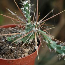 Una foto de Corynopuntia grahamii