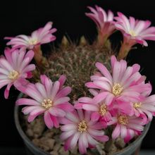 Foto de un cactus que se está identificando actualmente