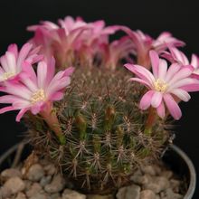 Foto de un cactus que se está identificando actualmente