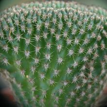 Foto de un cactus que se está identificando actualmente