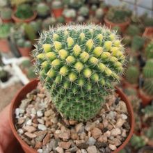 A photo of Mammillaria chionocephala