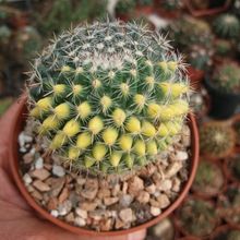 A photo of Mammillaria chionocephala