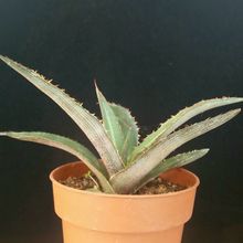 Una foto de Agave univittata  