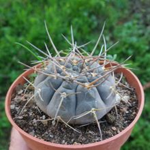 Una foto de Gymnocalycium hosseii
