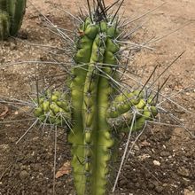 A photo of Stetsonia coryne