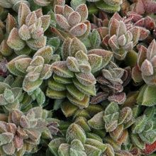 Una foto de Crassula lanuginosa var. pachystemon