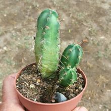 Foto de un cactus que se está identificando actualmente