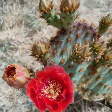 Una foto de Opuntia aciculata