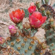 Una foto de Opuntia aciculata