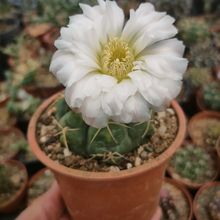 Una foto de Gymnocalycium denudatum