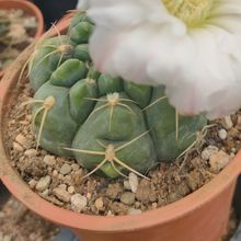 Una foto de Gymnocalycium denudatum