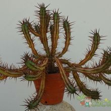 Una foto de Euphorbia enopla