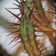 Una foto de Euphorbia enopla