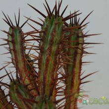 Una foto de Euphorbia enopla