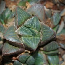A photo of Haworthia mutica