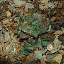 A photo of Haworthia mutica