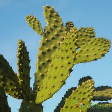 A photo of Opuntia schickendantzii