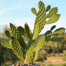 A photo of Opuntia schickendantzii