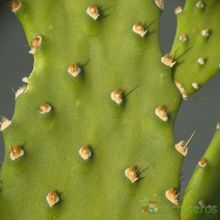 A photo of Opuntia schickendantzii