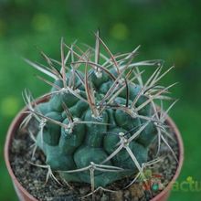 A photo of Gymnocalycium schickendantzii