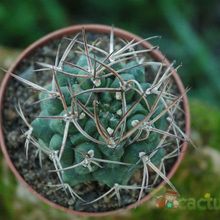 A photo of Gymnocalycium schickendantzii