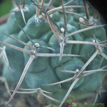 A photo of Gymnocalycium schickendantzii
