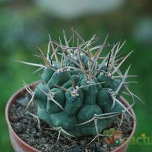 A photo of Gymnocalycium schickendantzii